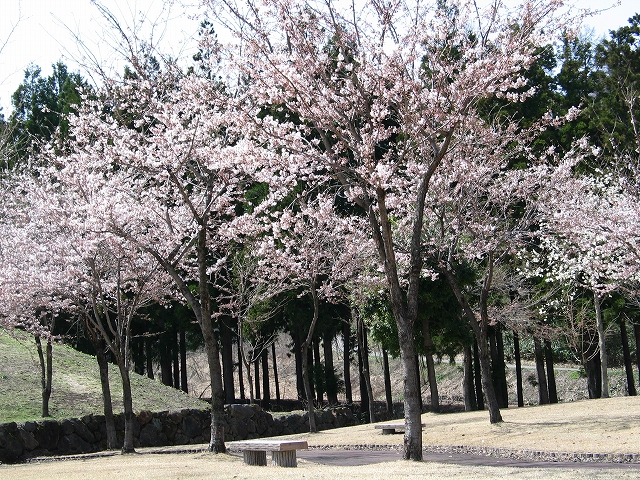 妙高にも桜の季節到来♪